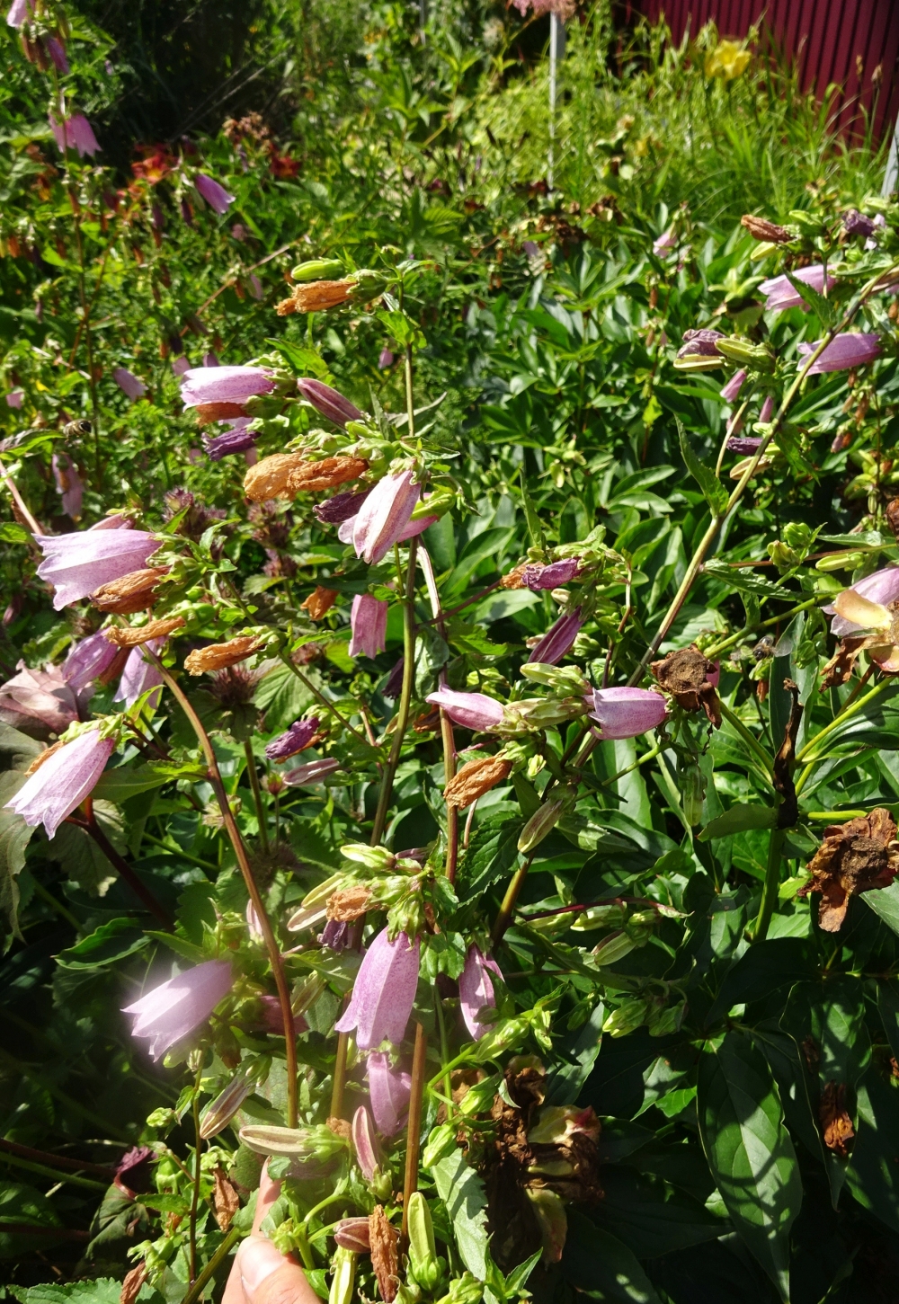 Дзвоники крапчасті (Campanula punctata) - 2