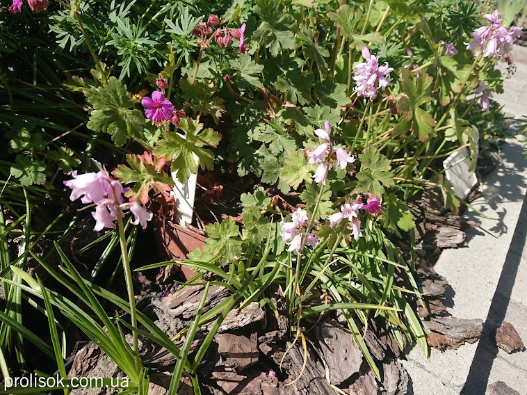 Гіацинтоід іспанський "Пінк" (Hyacinthoides hispanica "Pink") - 5