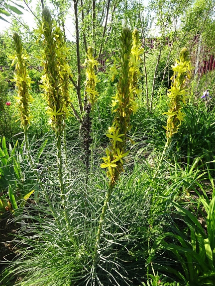Асфоделіна жовта (Asphodeline lutea) - 4
