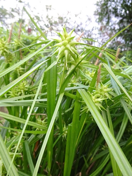 Осока Грея (Carex grayi) - 8