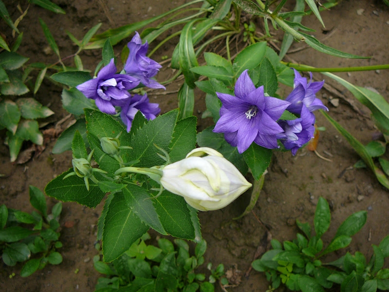 Широкодзвоник великоквітковий, або Платікодон (Platycodon grandiflorus) напівмахрова садова форма "Астра" (біла та синя) - 1