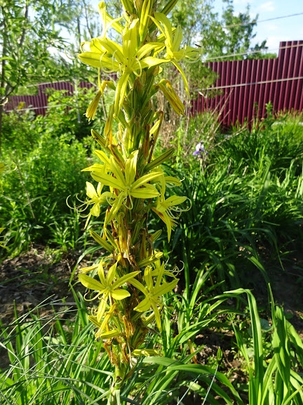 Асфоделіна жовта (Asphodeline lutea) - 2