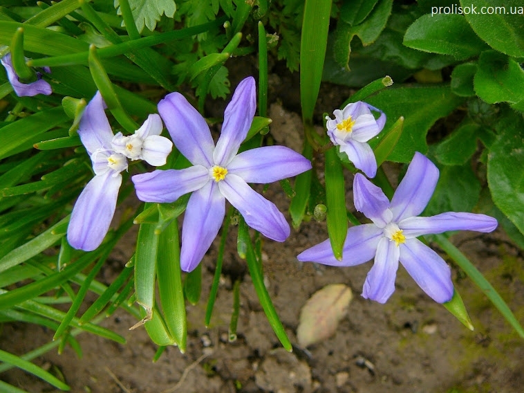 Хіонодокса Люцілії "Віолет Бьюті" (Chionodoxa luciliae "Violet Beauty") - 4