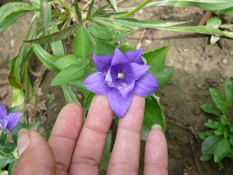Широкодзвоник великоквітковий, або Платікодон (Platycodon grandiflorus) напівмахрова садова форма "Астра" (біла та синя) - 2