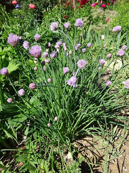 Цибуля-трибулька (Allium schoenoprasum) - 3