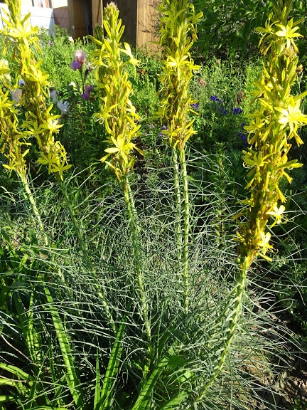 Асфоделіна жовта (Asphodeline lutea) - 7