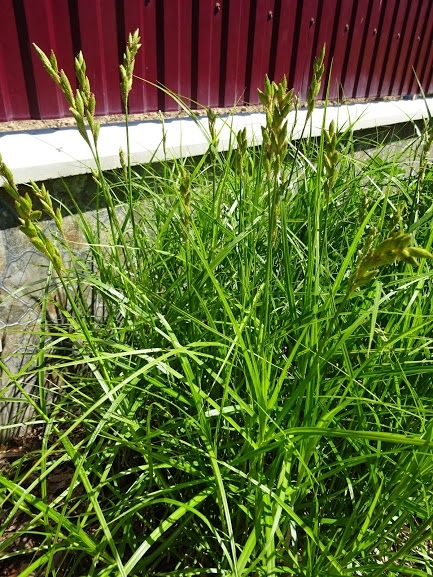 Осока пальмолиста (Carex muskingumensis) - 4