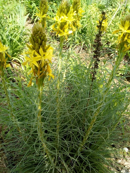 Асфоделіна жовта (Asphodeline lutea) - 6