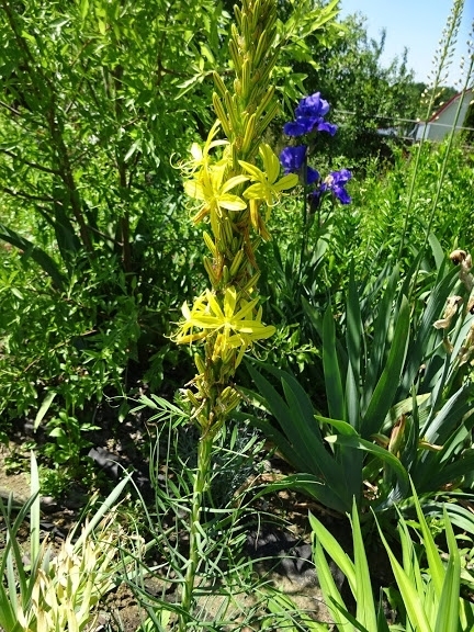 Асфоделіна жовта (Asphodeline lutea) - 5