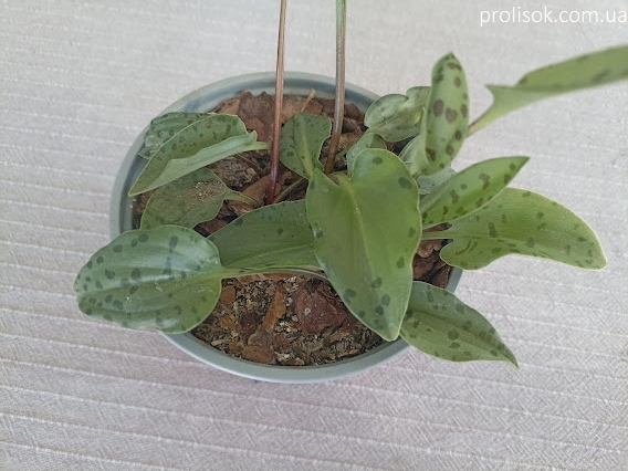Ледебурія черешкова (Ledebouria petiolata) - 2