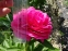Півонія "Роуз Харт" (Paeonia "Rose Heart") - 7