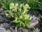 Первоцвіт гібридний "Франческа" (Primula  hybrid "Francesca") - 8
