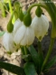 Білоцвіт весняний (Leucojum vernum) - 1