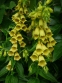 Наперстянка великлквіткова (Digitalis grandiflora) - 1