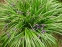 Півники злаколисті (Iris graminea) - 5