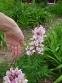 Ясенець білий варіант пурпуровий (Dictamnus albus var. purpureus) - 5