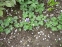 Орлики віяловидні "Міні-Стар" (Aquilegia flabellata "Міні-Star") - 7