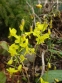 Горянка пірчаста підвид колхідська (Epimedium pinnatum ssp. colchicum) - 2