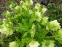 Чемерник гібридний "Дабл Еллен Вайт" (Helleborus × hybridus "Double Еllеn White") - 5