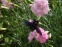 Гвоздики пірчасті "Дабл Роуз" (Dianthus plumarius "Double Rose") - 6