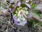 Чемерник червонуватий (Helleborus purpurascens) - 5