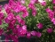 Гвоздики сизі "Неон Стар" (Dianthus gratianopolitanus "Neon Star") - 4
