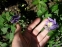 Орлики віяловидні "Міні-Стар" (Aquilegia flabellata "Міні-Star") - 2