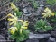 Первоцвіт великочашечковий (Primula macrocalyx Bunge) - 6
