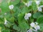 Фіалка сестринська "Фреклс" (Viola sororia "Freckles") - 2