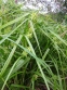 Осока Грея (Carex grayi) - 9
