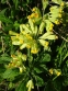 Первоцвіт великочашечковий (Primula macrocalyx Bunge) - 5