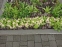 Первоцвіт Воронова (Primula woronowii) - 3