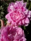 Півонія "Вівід Роуз" (Paeonia "Vivid Rose") - 2