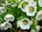 Чемерник гібридний №1  (Helleborus × hybridus) - 1