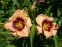 Лілійник "Авесом Блоссом" (Hemerocallis "Awesome Blossom") - 1