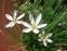 Зефірантес білий, або білосніжний (Zephyranthes candida (Lindl.) Herb.) - 1