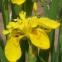 Півники болотні "Флоре Плено" (Iris pseudacorus "Flore Pleno") - 3