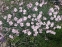 Гвоздики сизі "Басс Пінк" (Dianthus gratianopolitanus "Bath's Pink") - 6