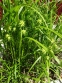 Осока Грея (Carex grayi) - 2