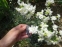 Гвоздики пірчасті "Дабл Вайт" (Dianthus plumarius "Double White") - 4