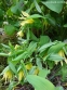 Увулярія великоквіткова (Uvularia grandiflora) - 5