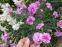 Гвоздики пірчасті "Дабл Роуз" (Dianthus plumarius "Double Rose") - 4
