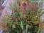Гірчак стеблообгортний "Файртейл" (Persicaria amplexicaule "Firetail") - 6