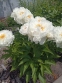 Півонія "Петіт Порселейн" (Paeonia "Petite Porcelain") - 2