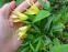 Увулярія великоквіткова (Uvularia grandiflora) - 2