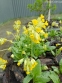 Первоцвіт весняний (Primula veris) - 3