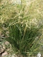 Щучник дернистий "Голдшлаяр" (Deschampsia cespitosa "Goldschleier") - 6