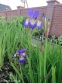 Півники різнобарвні "Кларет Кап" (Iris versicolor "Claret Cup") - 5