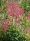 Гейхера криваво-червона (Heuchera sanguinea) - 1