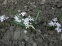 Проліски двулисті "Розеа" (Scilla bifolia "Rosea") - 1